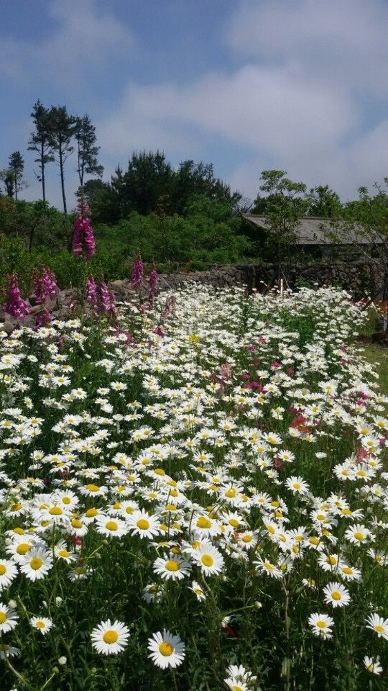Villa Baghdad House Jeju Esterno foto